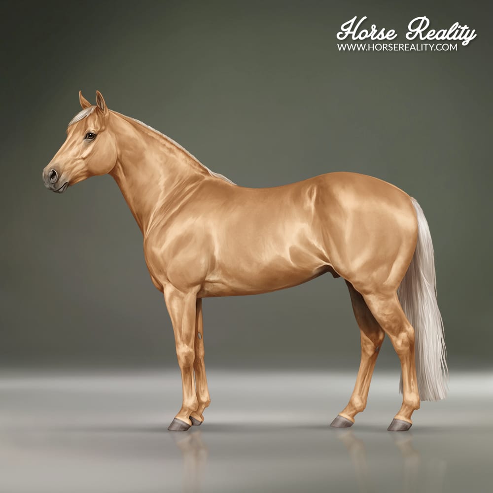 Palomino