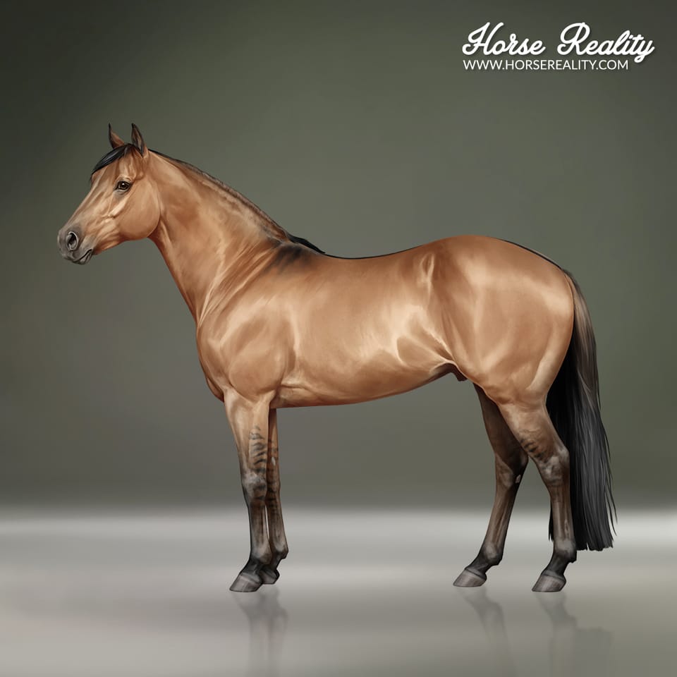 Bay Dun (Classic Dun)