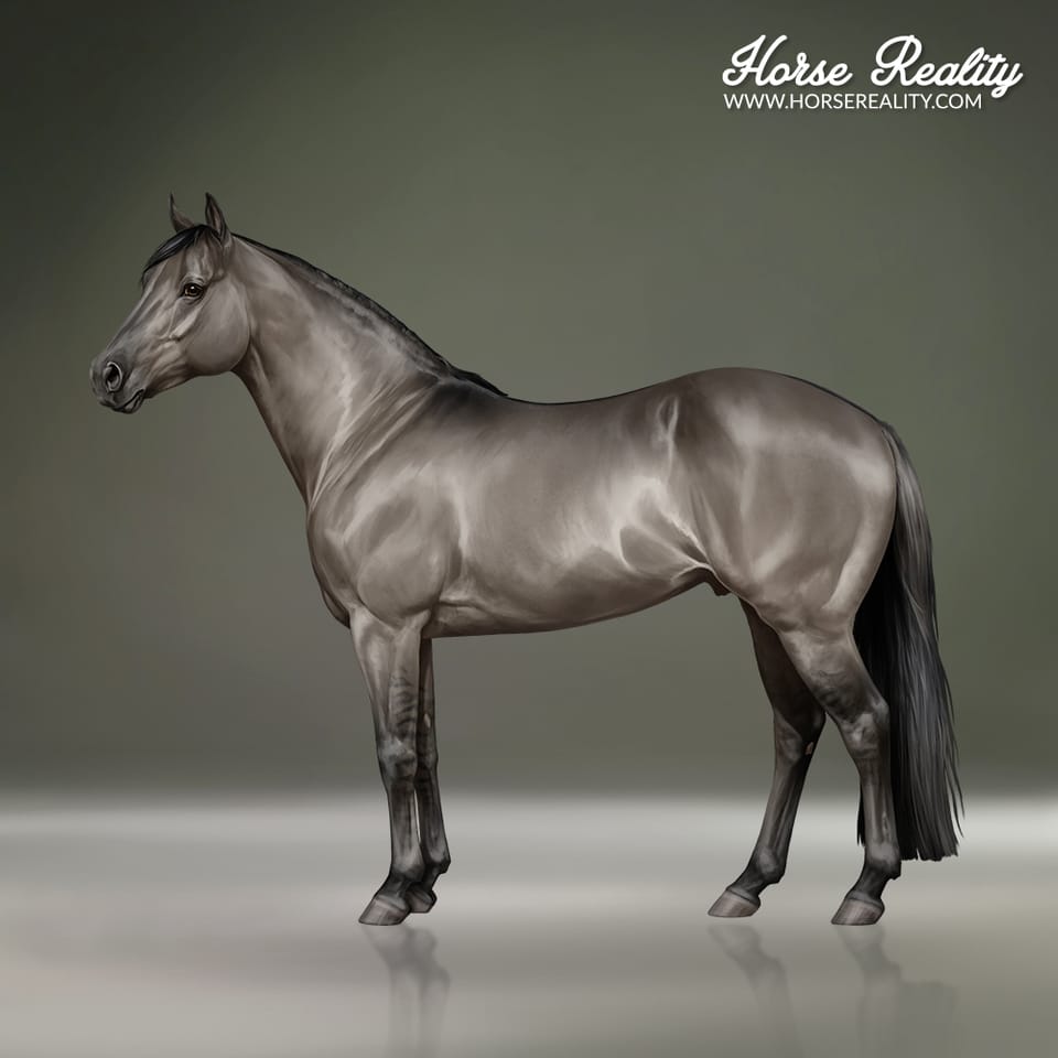 Black Dun (Grullo/a)